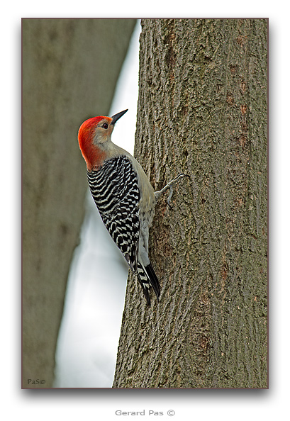 Red-bellied Woodpecker - click to enlarge image