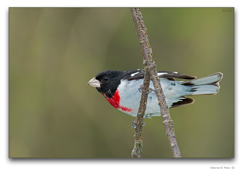 Rose-breasted Grosbeak - click to enlarge image