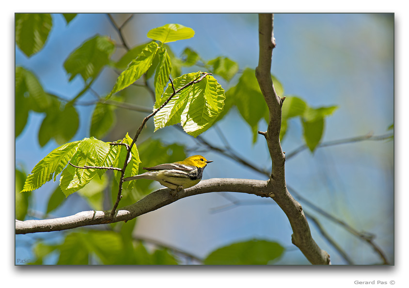 Black-throated Green Warbler - click to enlarge image