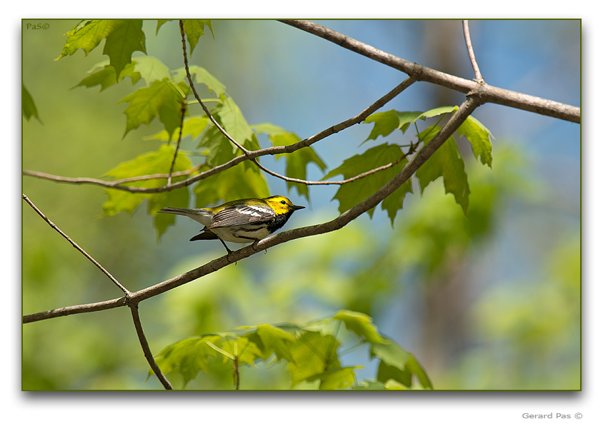 Black-throated Green Warbler - click to enlarge image