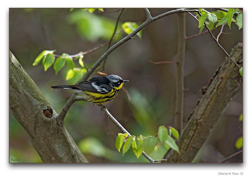 Magnolia Warbler - click to enlarge image