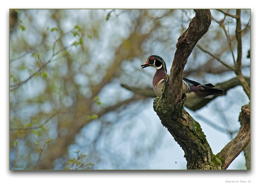 Wood Duck - click to enlarge image