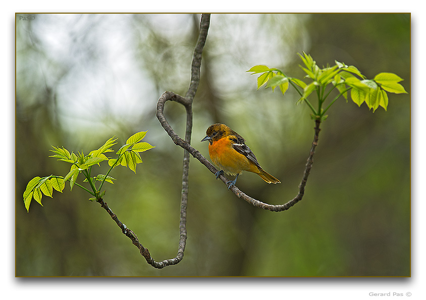 Northern Oriole - male - click to enlarge image