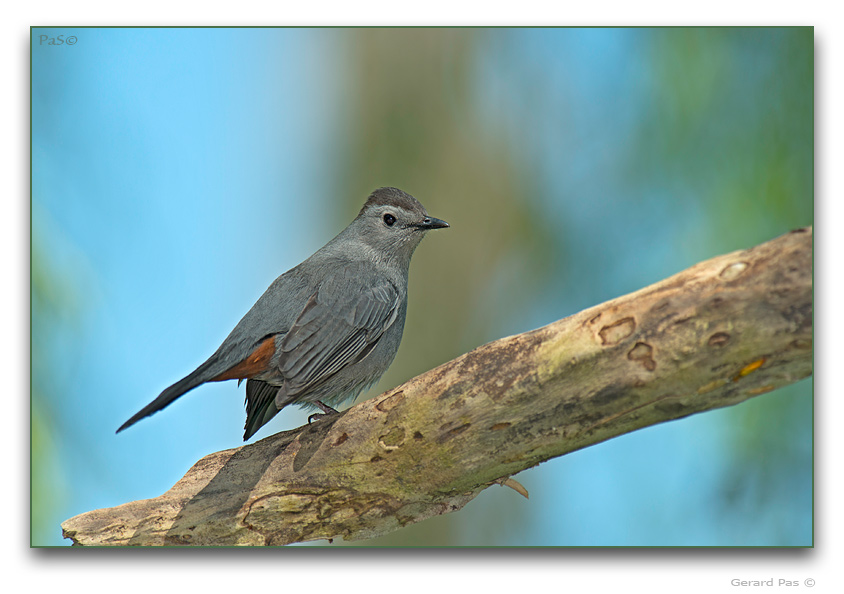 Grey Catbird - click to enlarge image