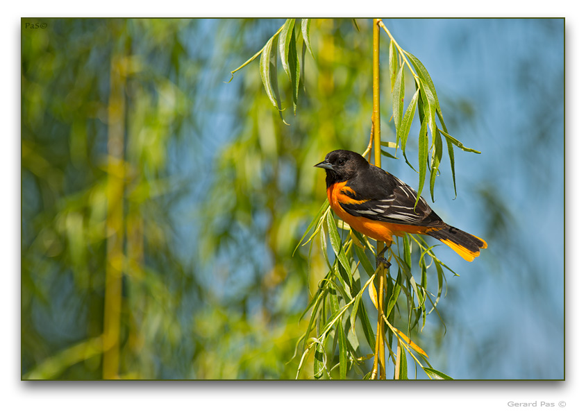 Northern Oriole - male - click to enlarge image