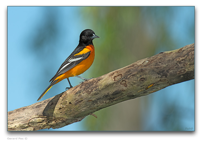 Northern Oriole - male - click to enlarge image