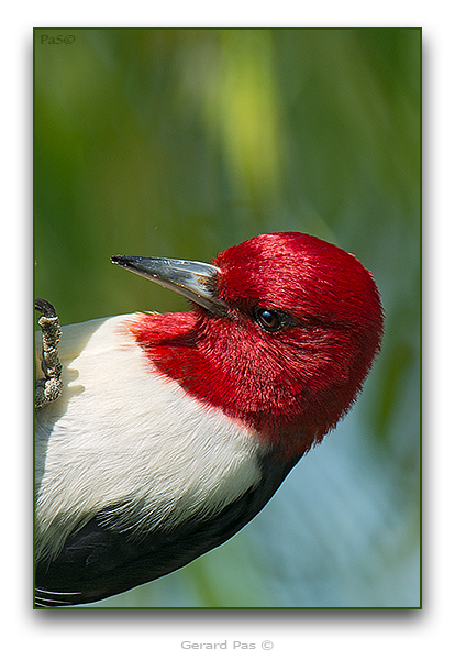 Red-headed Woodpecker - click to enlarge image