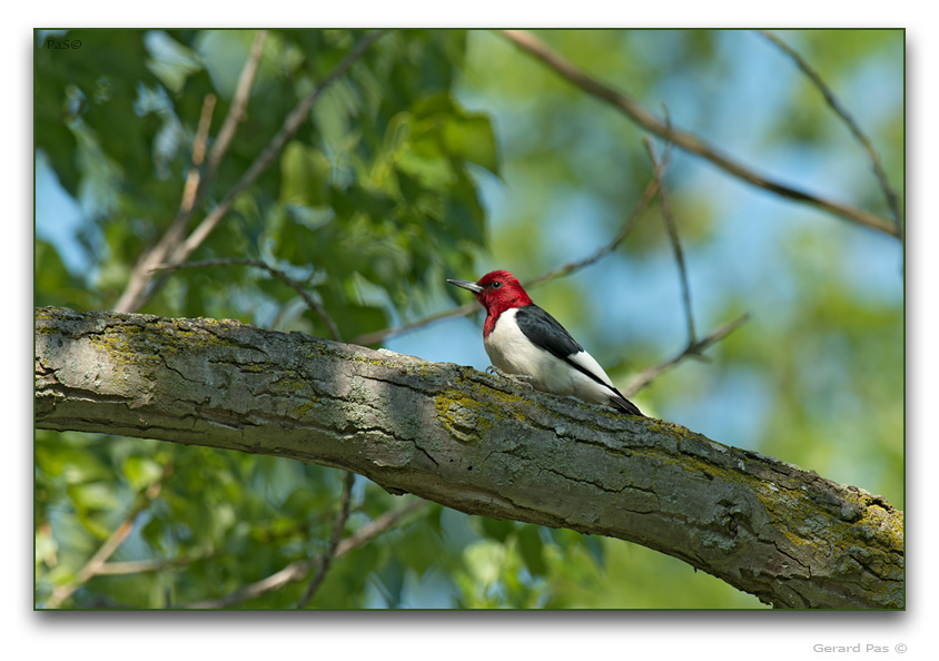 Red-headed Woodpecker - click to enlarge image