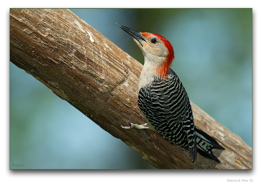 Red-bellied Woodpecker - click to enlarge image