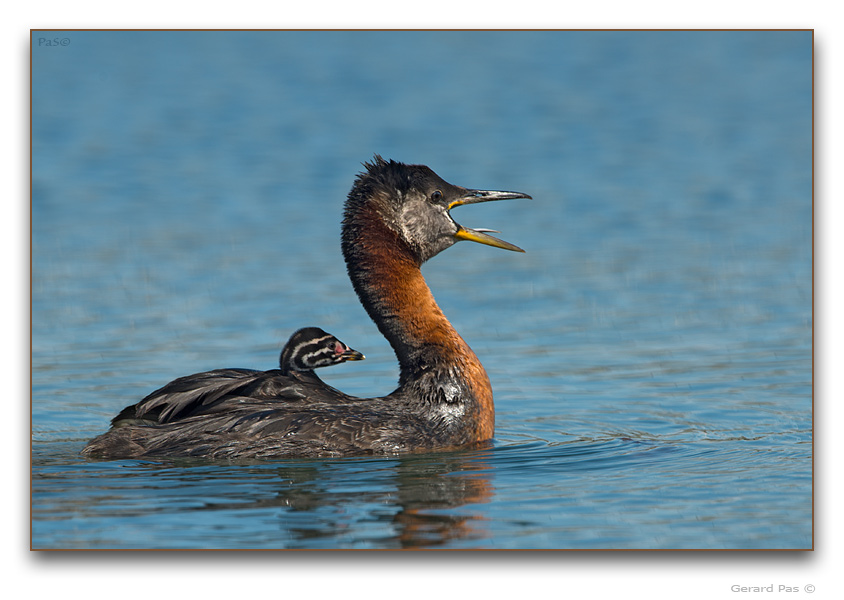 Red-necked Grebe - click to enlarge image