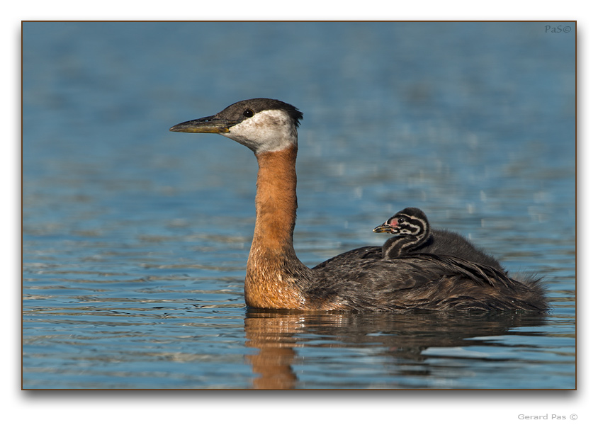 Red-necked Grebe - click to enlarge image