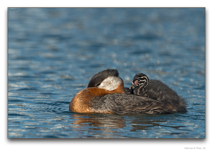 Red-necked Grebe - click to enlarge image