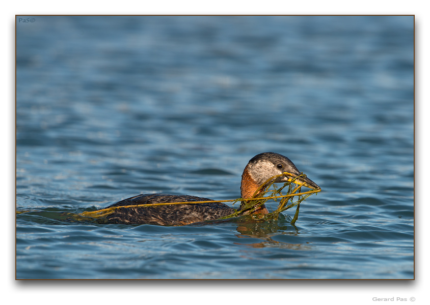 Red-necked Grebe - click to enlarge image