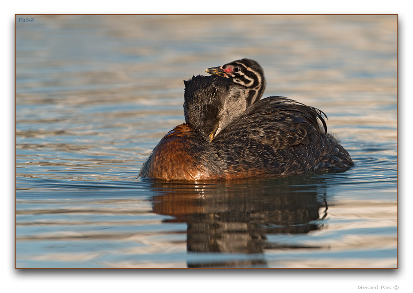 Red-necked Grebe - click to enlarge image