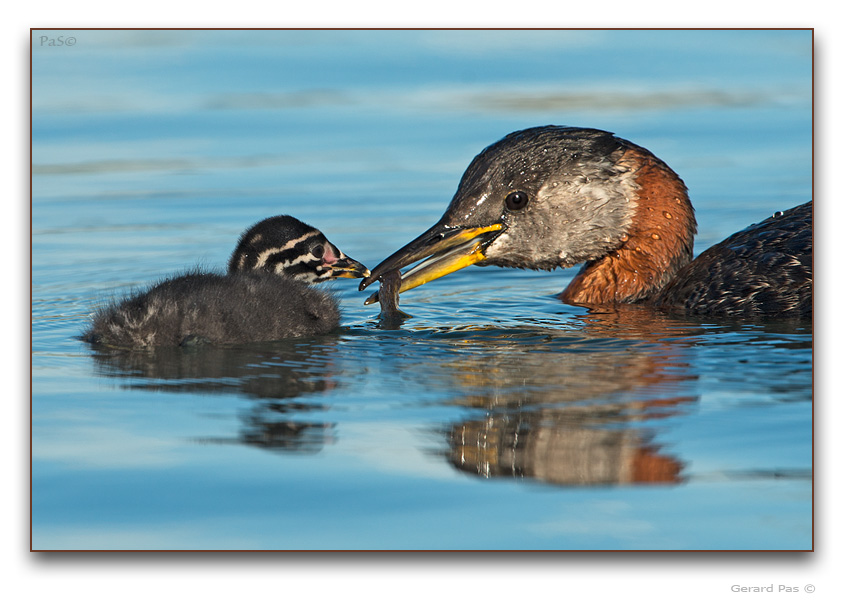 Red-necked Grebe - click to enlarge image