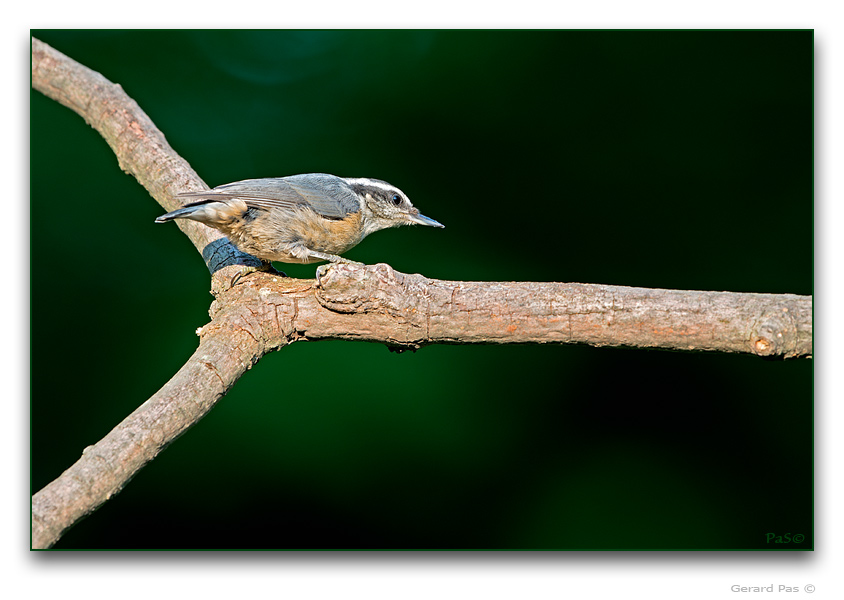 Red-breasted Nuthatch _DSC18138.JPG - click to enlarge image