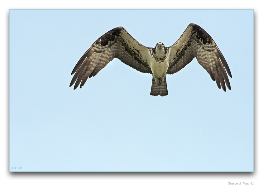 Osprey in flight - click to enlarge image