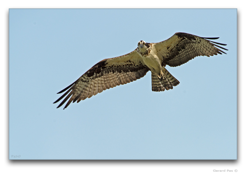 Osprey in flight - click to enlarge image