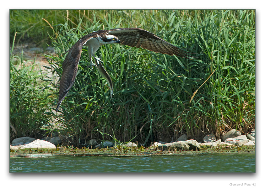 Osprey with prey - click to enlarge image