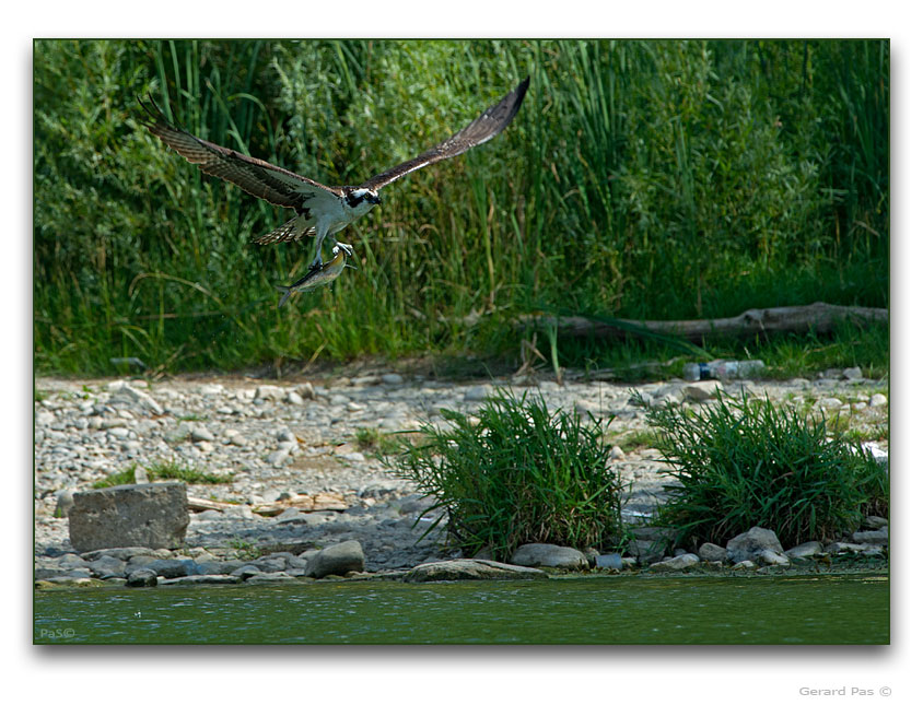 Osprey with prey - click to enlarge image