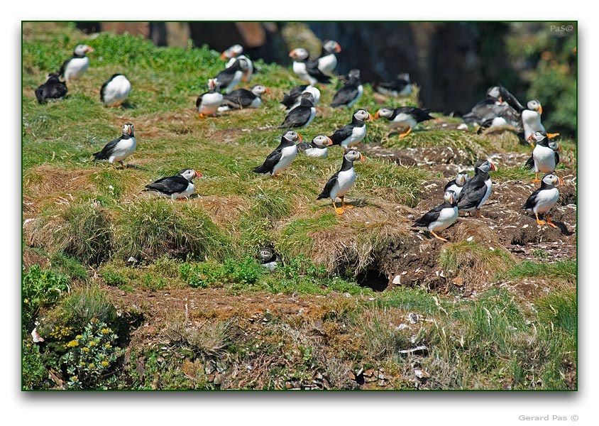 Atlantic Puffin - click to enlarge image