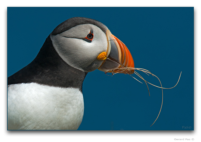 Atlantic Puffin - click to enlarge image