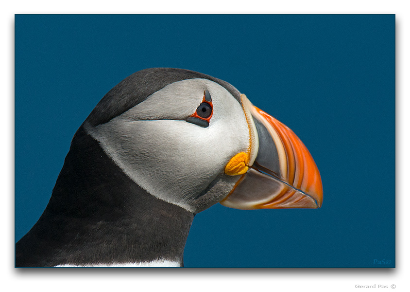 Atlantic Puffin - click to enlarge image