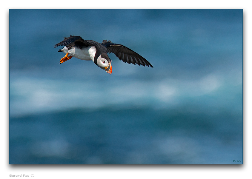 Atlantic Puffin - click to enlarge image