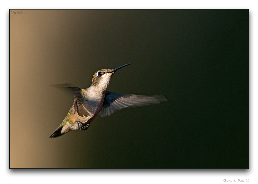 Ruby-throated Hummingbird - click to enlarge image