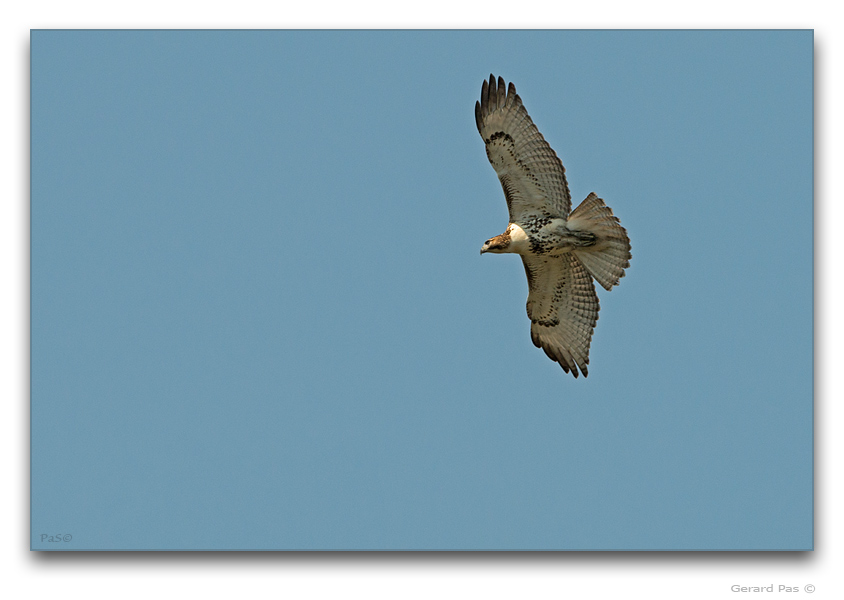 Broad-winged Hawk - click to enlarge image