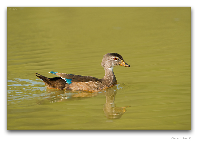 Wood Duck - click to enlarge image