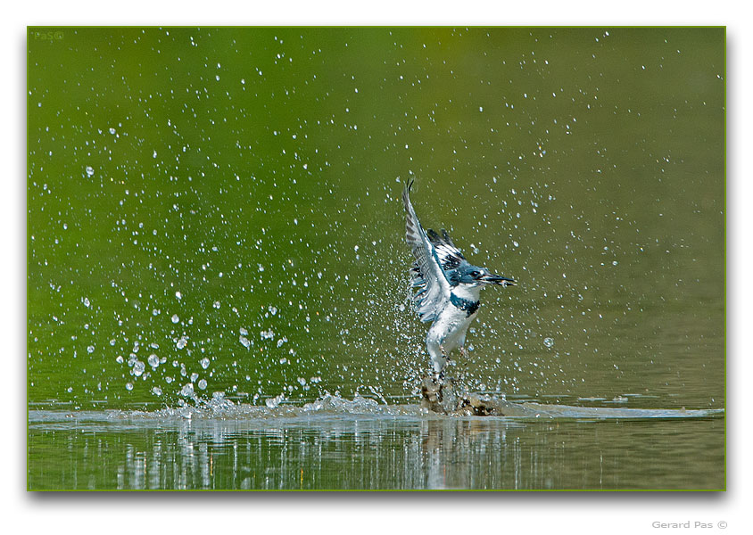 Belted Kingfisher - click to enlarge image