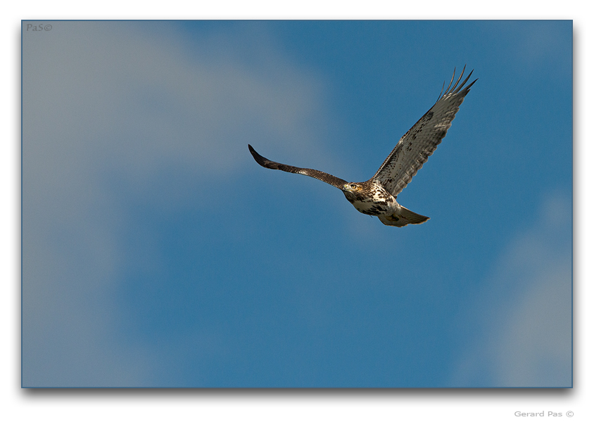 Broad-winged Hawk - click to enlarge image