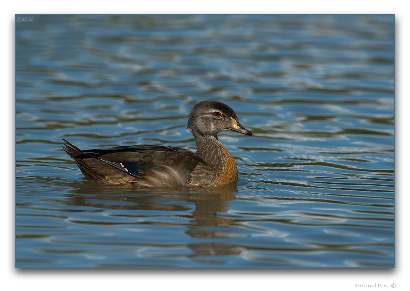 Wood Duck - click to enlarge image