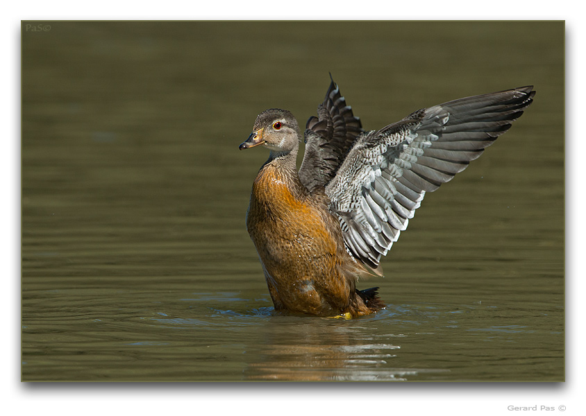 Wood Duck - click to enlarge image