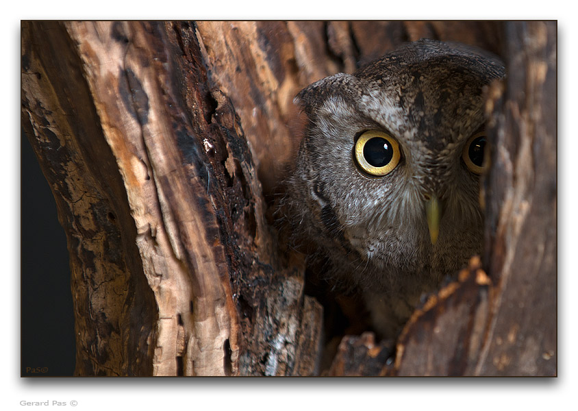 Eastern Screech Owl - click to enlarge image