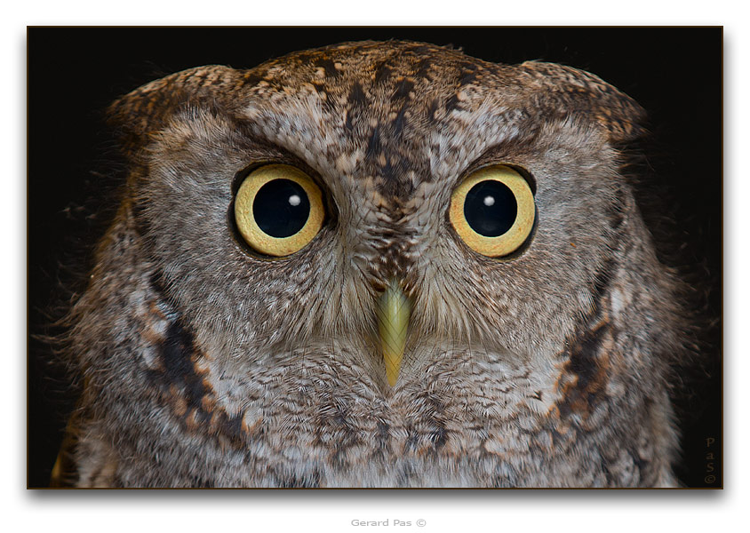 Eastern Screech Owl - click to enlarge image