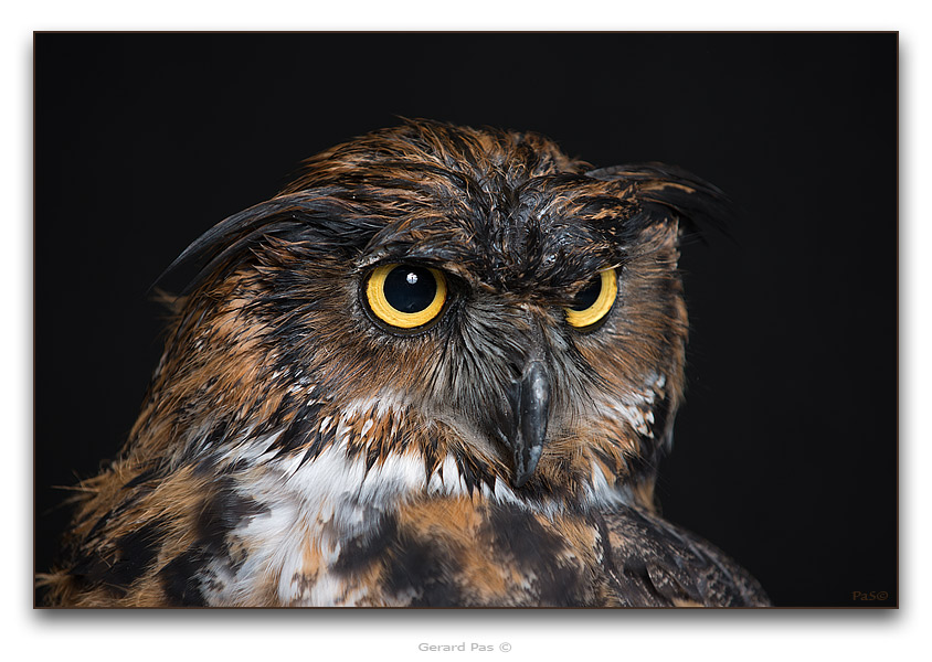 Great Horned Owl - click to enlarge image