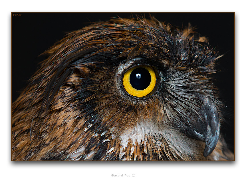 Great Horned Owl - click to enlarge image