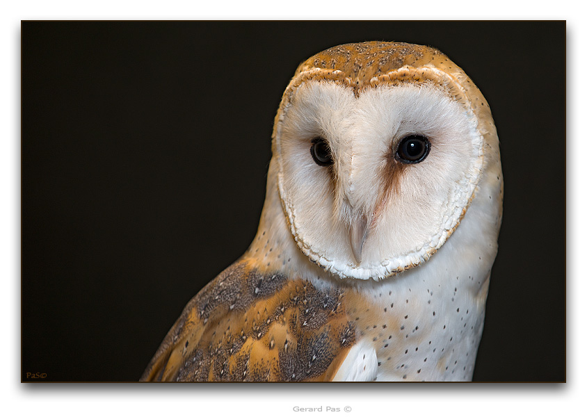 Barn Owl - click to enlarge image