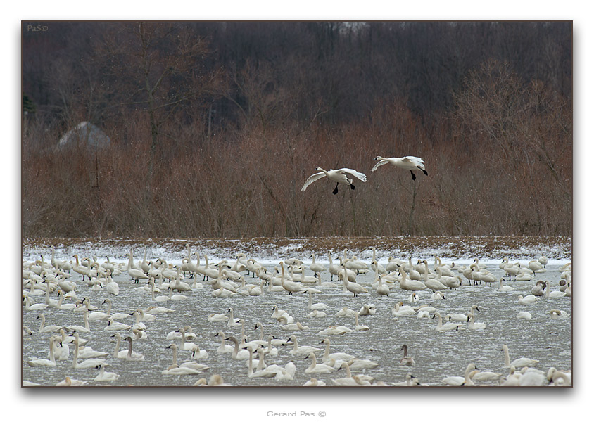 Tundra Swans - click to enlarge image