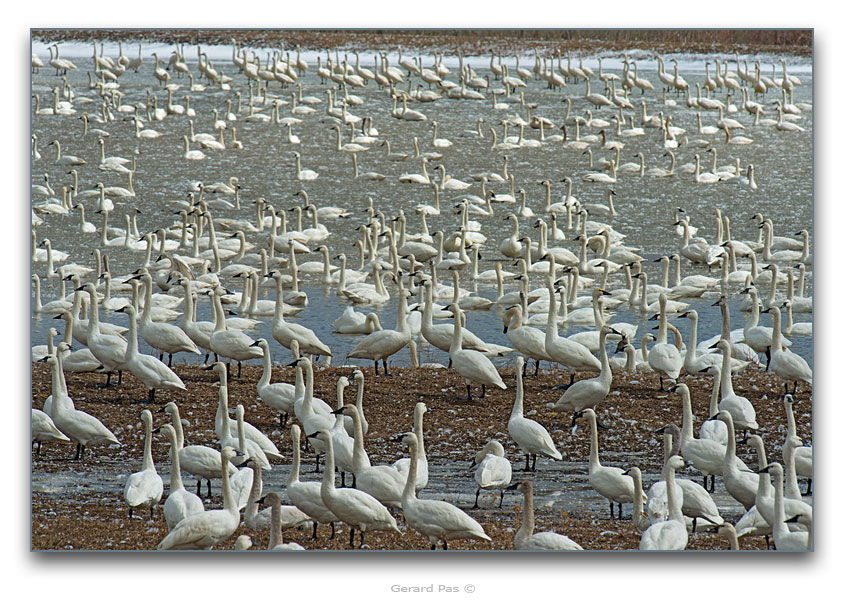 Tundra Swans - click to enlarge image