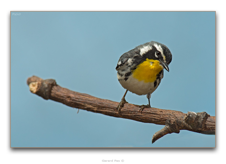 Yellow Warbler _DSC28367.JPG - click to enlarge image