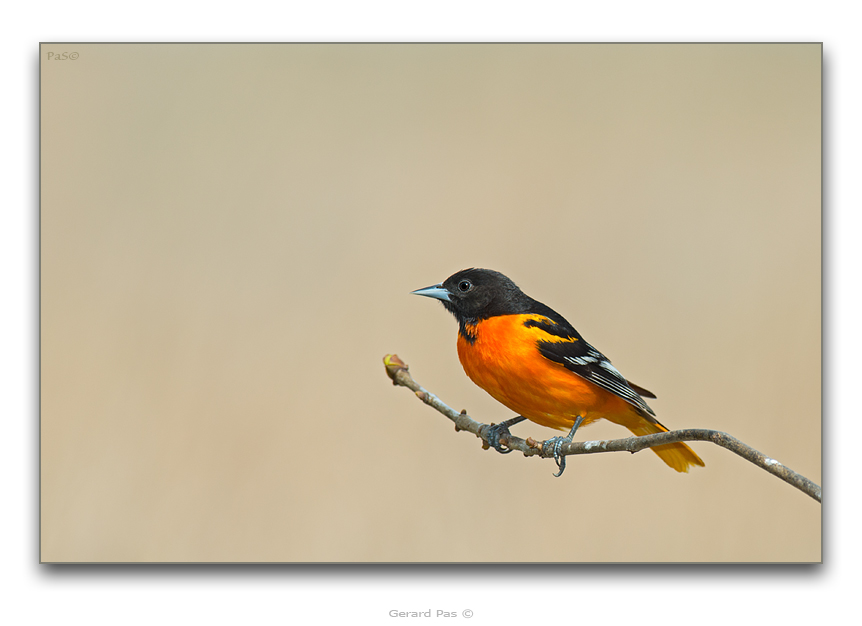 Northern Oriole - male - click to enlarge image