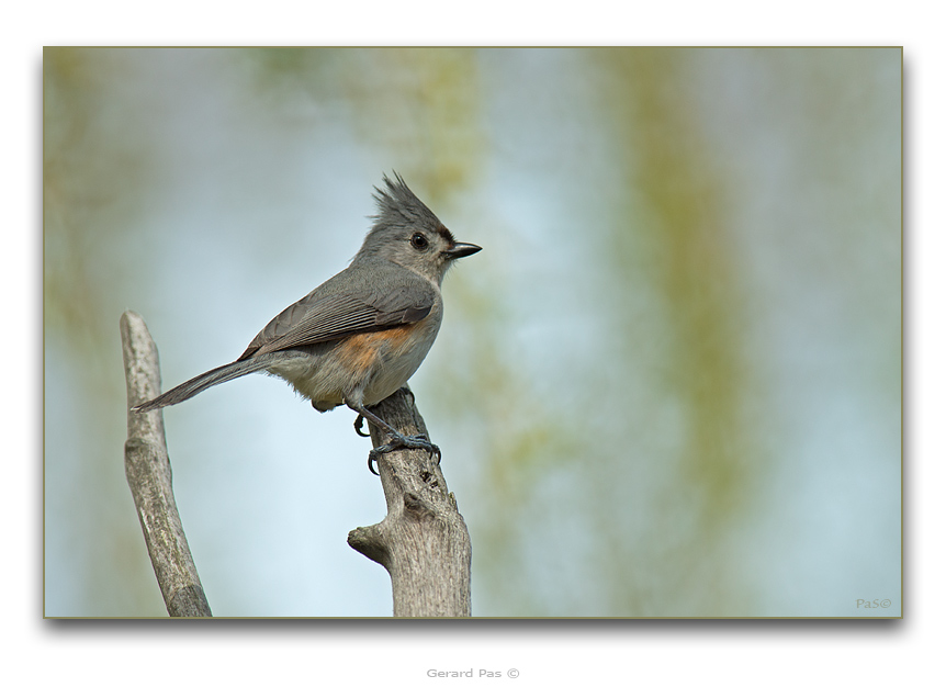 Black-capped Chickadee - click to enlarge image