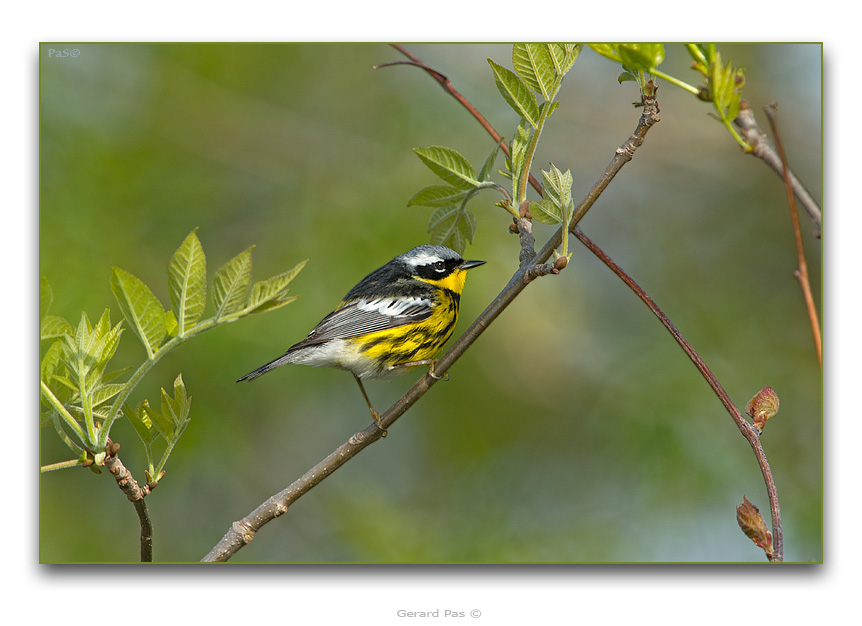 Magnolia Warbler - click to enlarge image