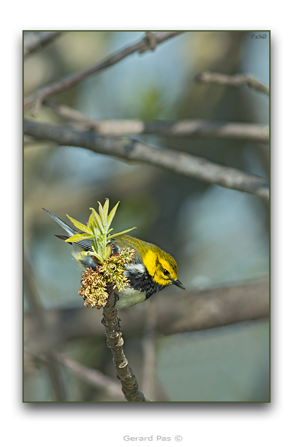 Black-throated Green Warbler - click to enlarge image