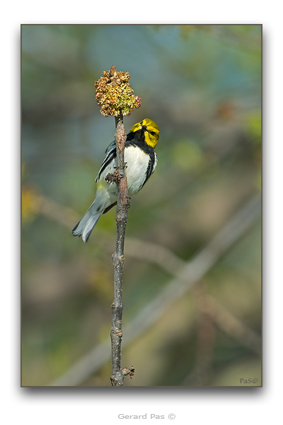 Black-throated Green Warbler - click to enlarge image