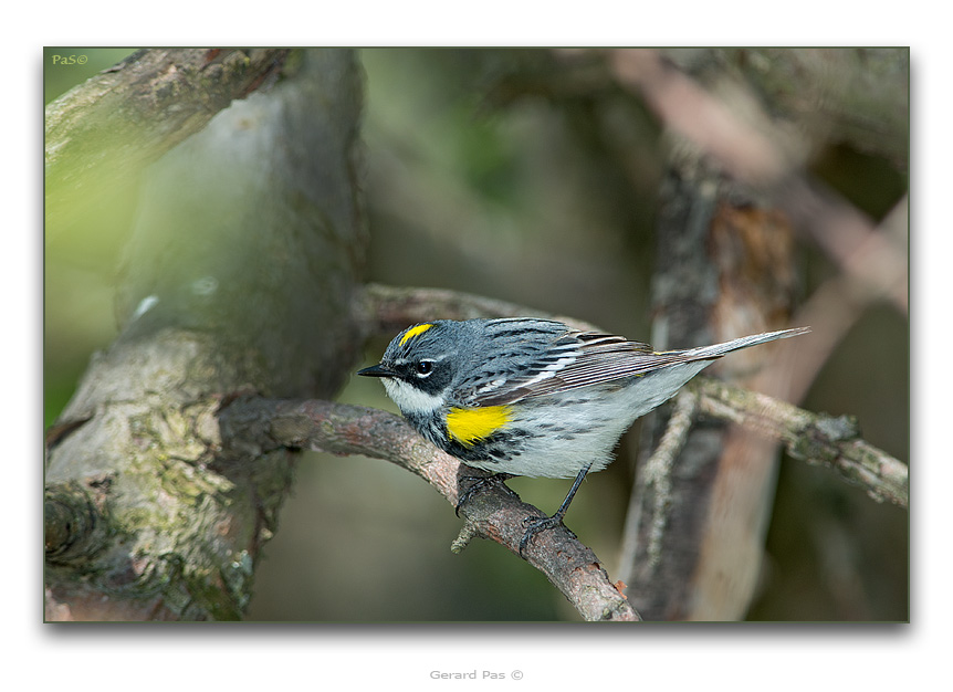 Yellow-rumped Warbler _DSC19589.JPG - click to enlarge image