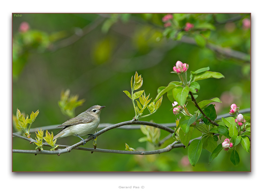 Warbling Vireo - click to enlarge image